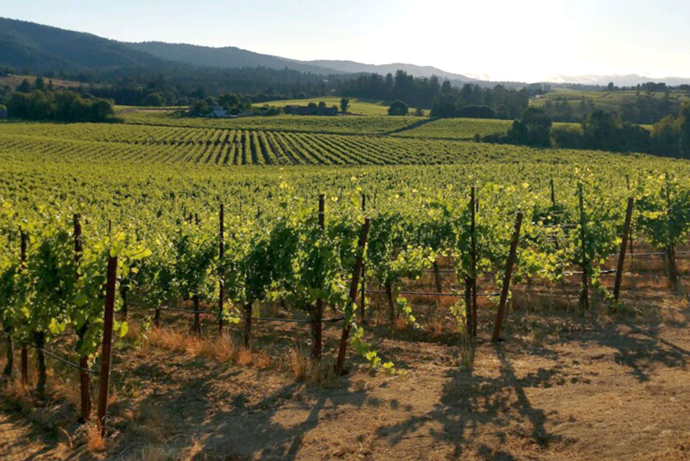 Ordway's Valley Foothills Vineyards