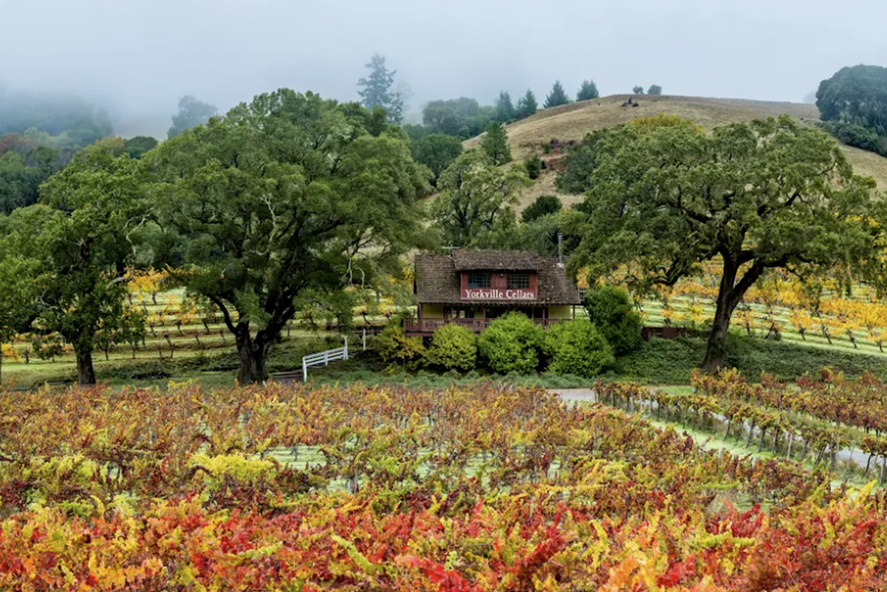 fall-vineyard-colors-california-wine