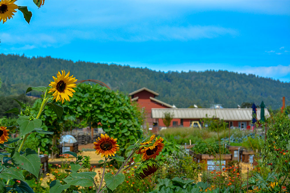 anderson valley landscape winery