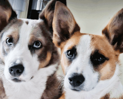 Bee Hunter Wine Puppies
