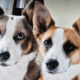 Bee Hunter Wine Puppies