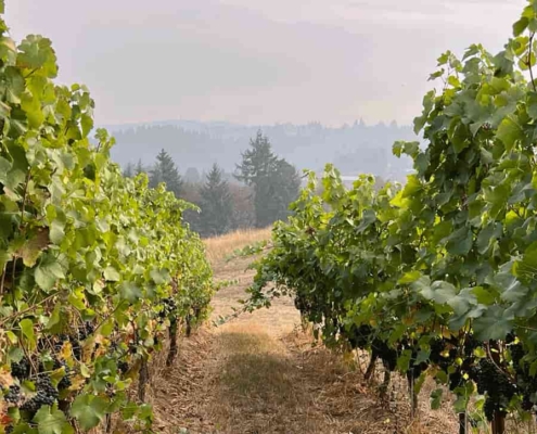 Black-Oak-Ridge-Vineyard-Mendocino