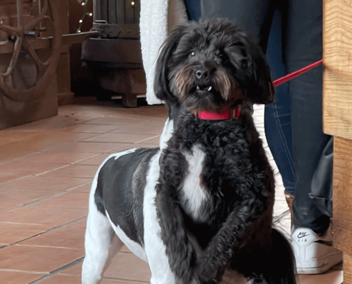 Best dog places Northern California