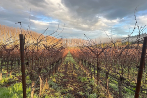 Navarro Vineyards winter vineyard