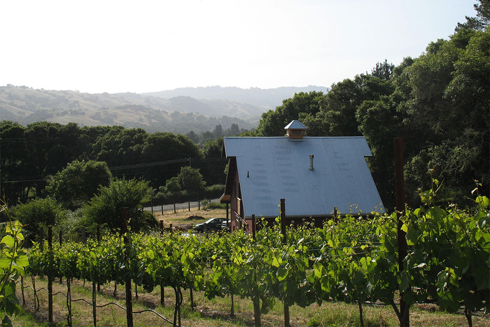 anderson valley vines grapes