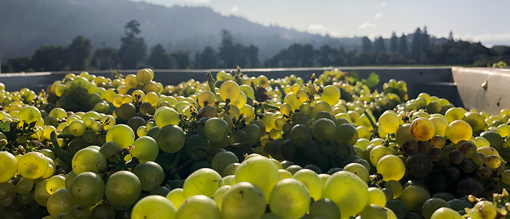 White Wine Grapes Outside