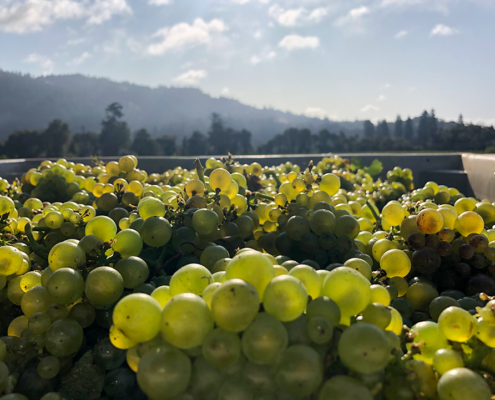 White Wine Grapes Outside