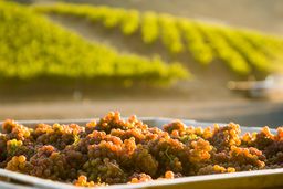 Gewürztraminer grapes Navarro vineyard 