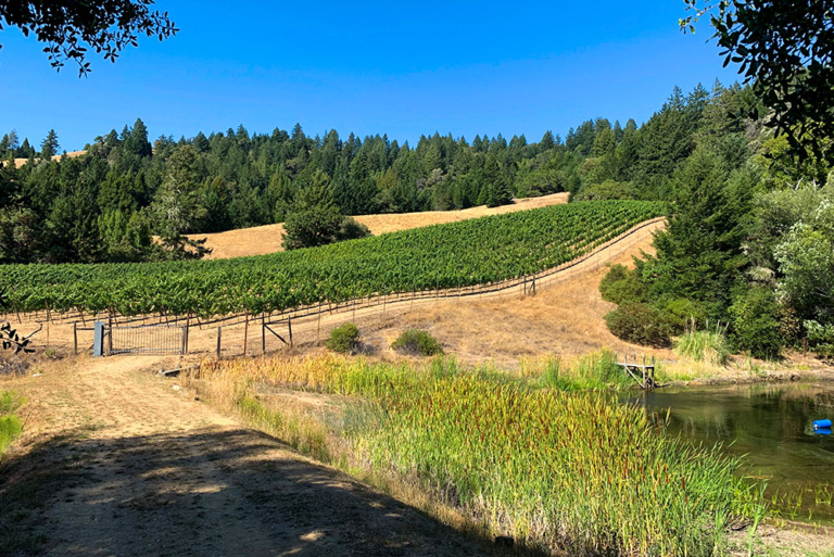Anderson Valley Vineyards 15 Miles of Stunning Vineyards