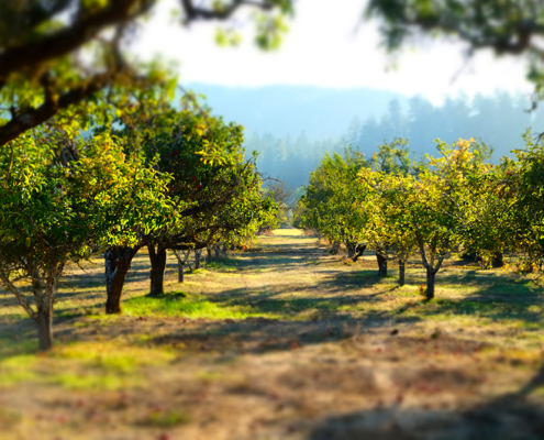 Vinyards
