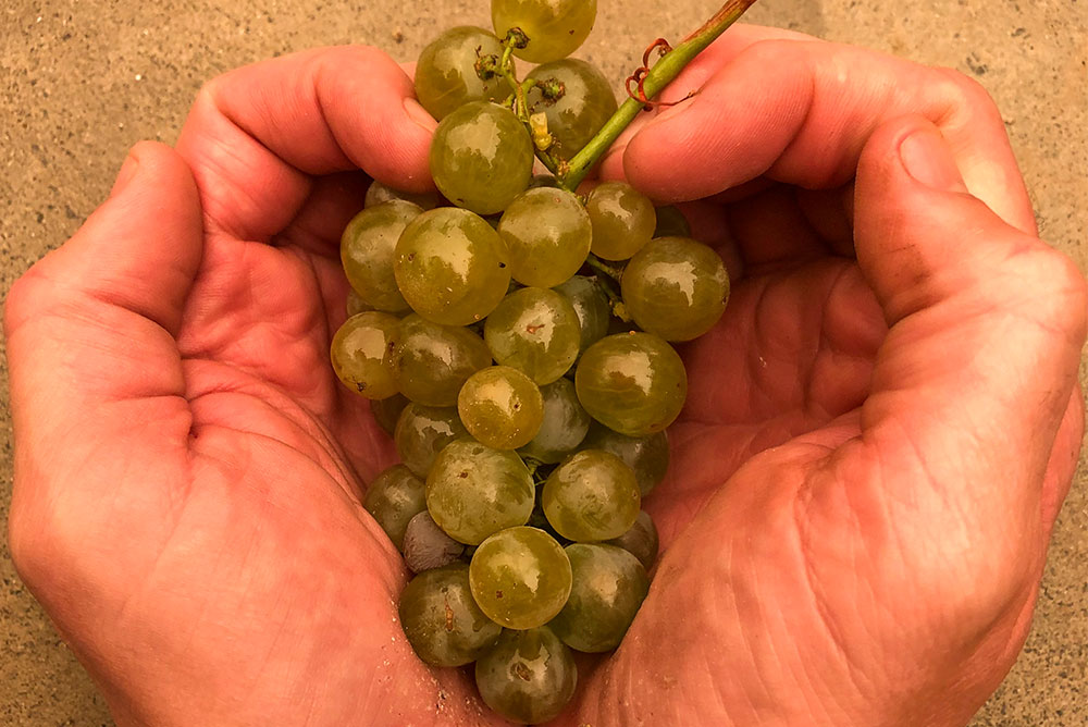 anderson valley white grapes