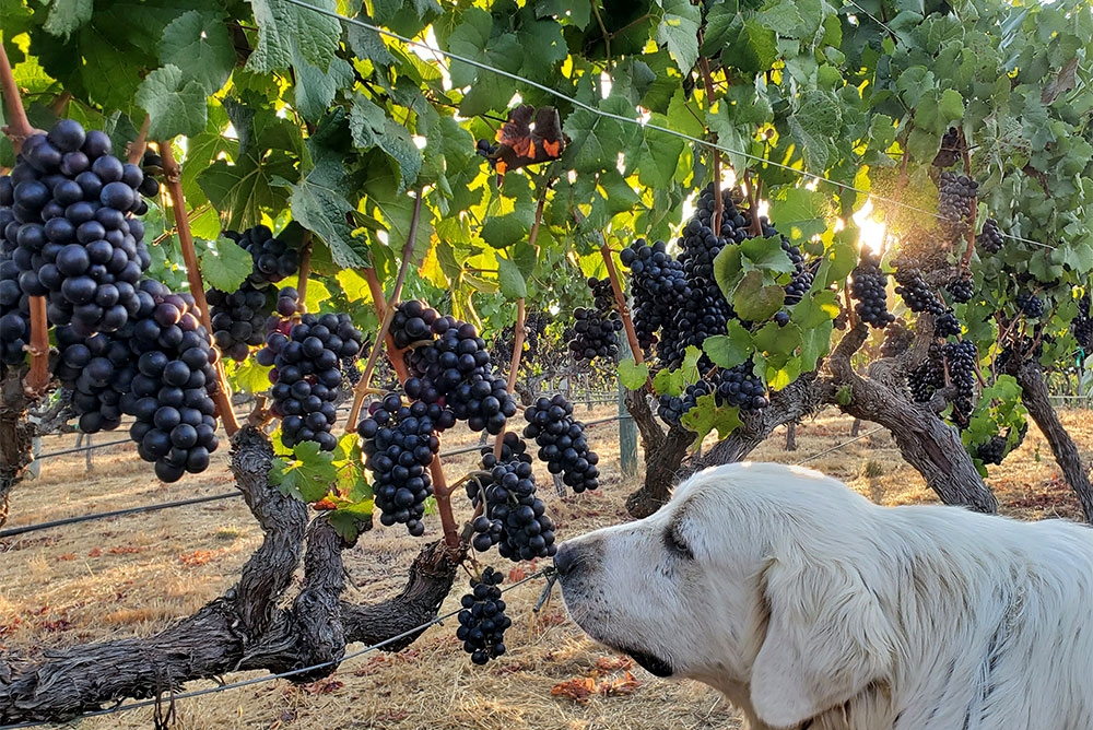 vineyard grapes vines