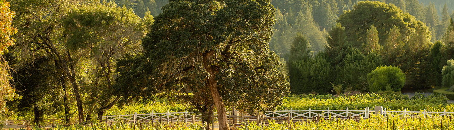 American Wine Vacations to Take This Season