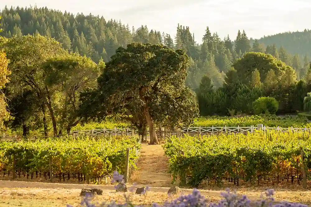 Fall Is the Best Time for An American Wine Region Tour Anderson