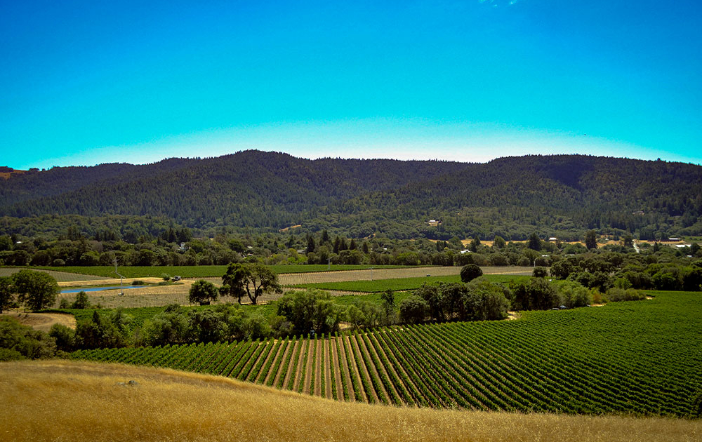 anderson valley vineyard