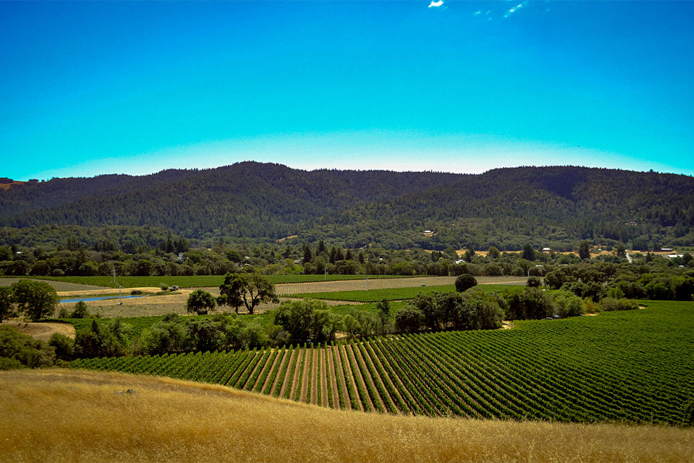 anderson valley vineyard