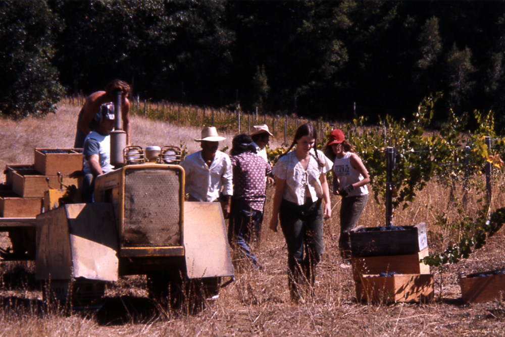 1st Pinot Noir Husch Harvest
