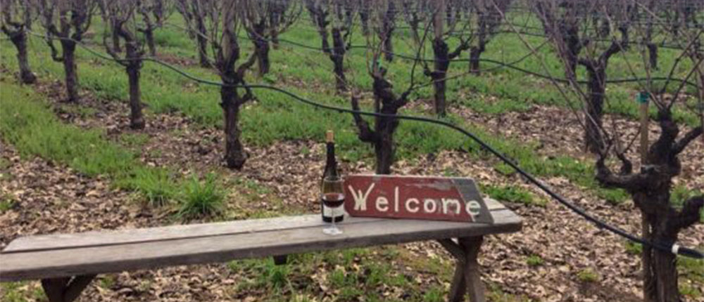 anderson valley vineyard