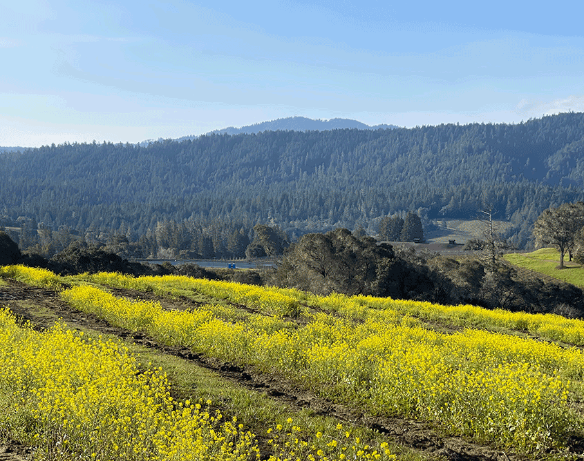 wine country mustard vineyard