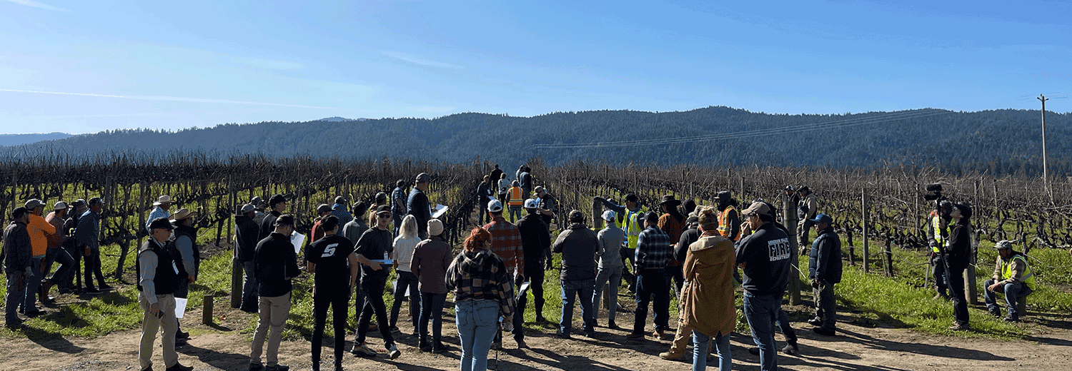 group of vineyard workers