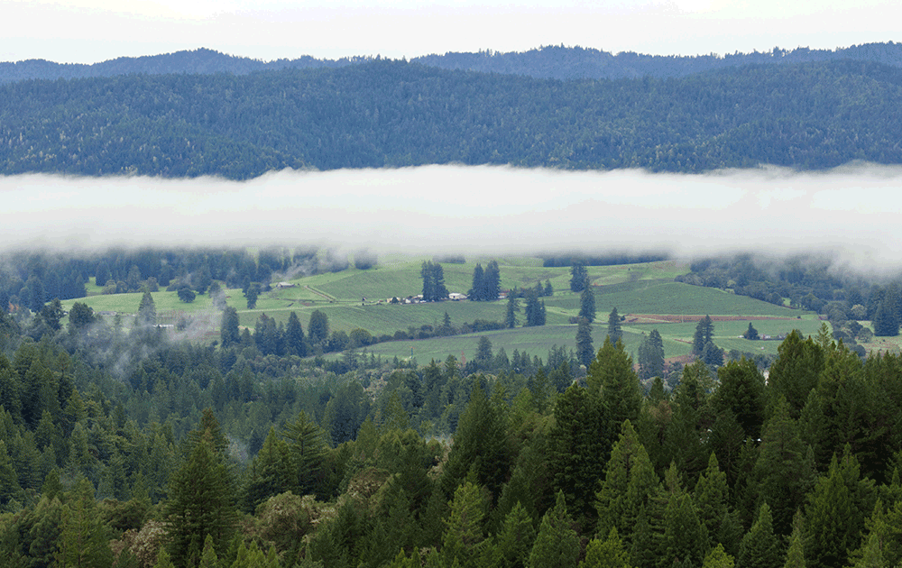 fog drenched wine region california