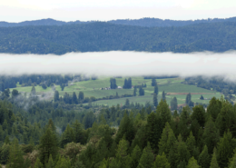 fog drenched wine region california