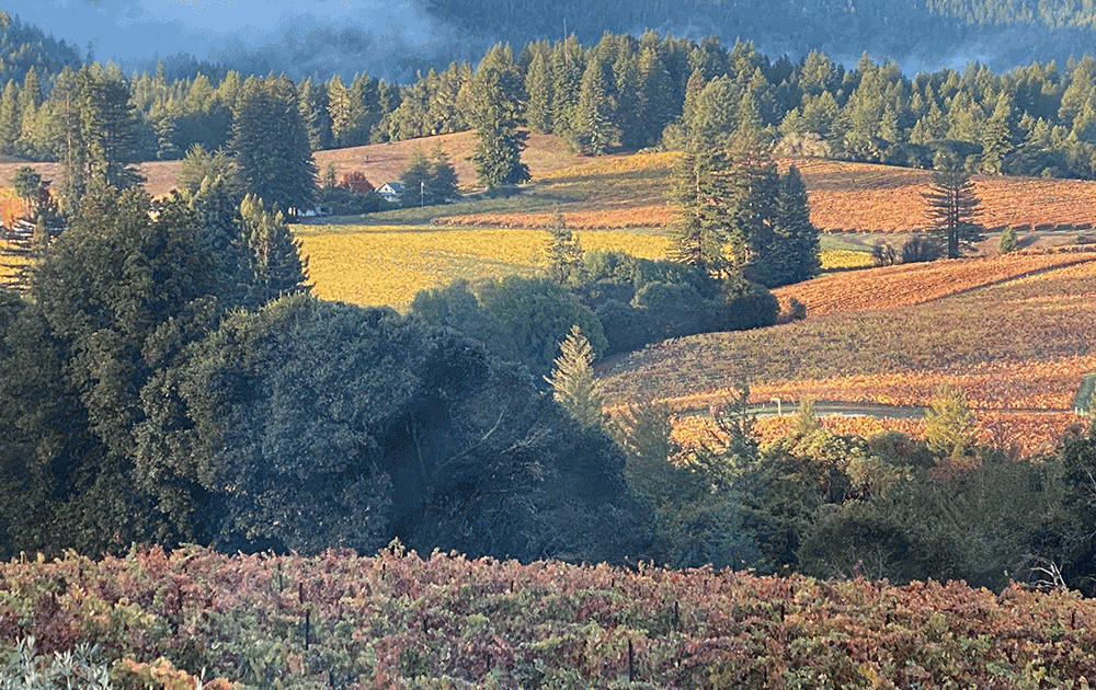 Fall Colors Anderson Valley