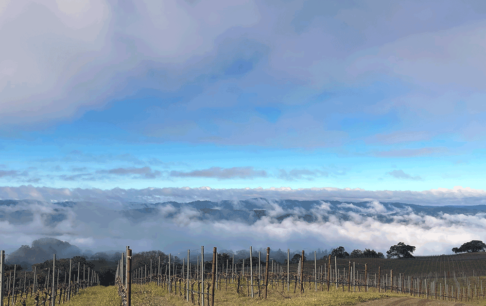 high elevation skycrest vineyard california