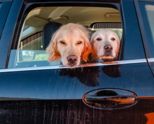 dog friendly winery