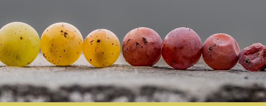 Spectrum of riesling grapes