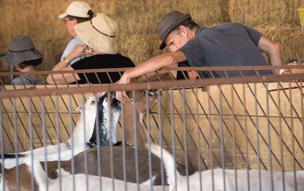 Pet the Goats