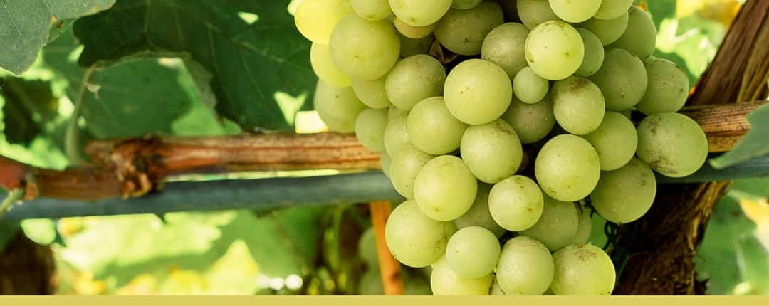 Chenin Blanc Grape Cluster