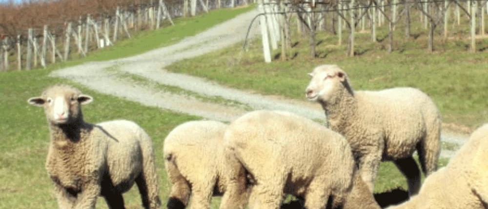 Regenerative-Agriculutre-Sheep-at-Husch Sheep farming vineyards
