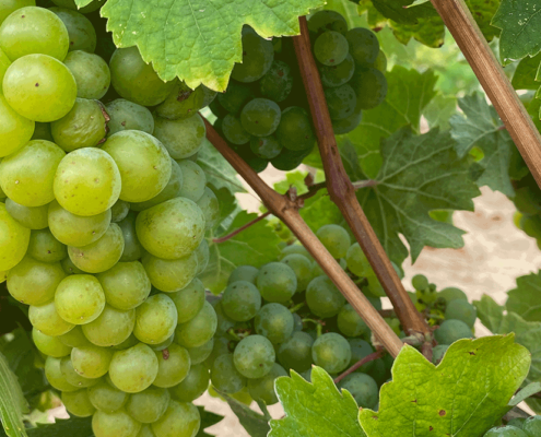 Ripening Riesling on the vine