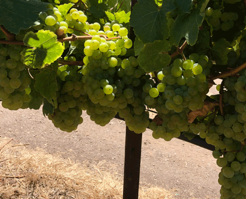 Old Vines california riesling vineyard