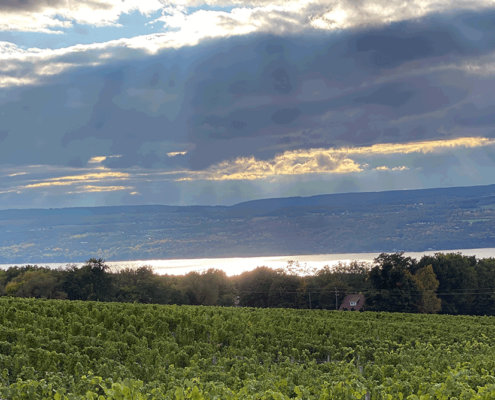 vineyard lake view at sunset