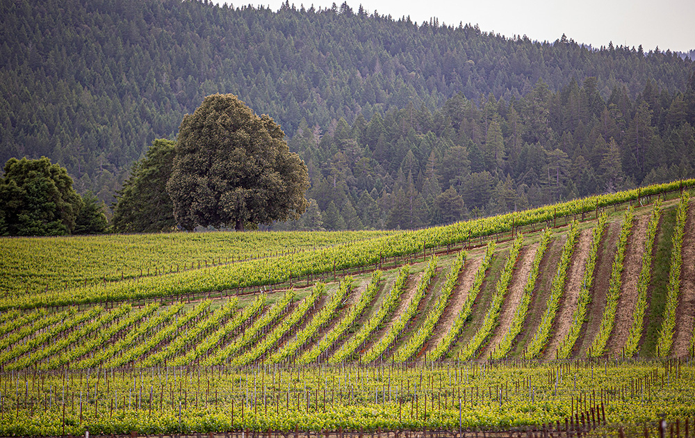 Goldeneye Winery Anderson Valley Pinot Noir Legacy.