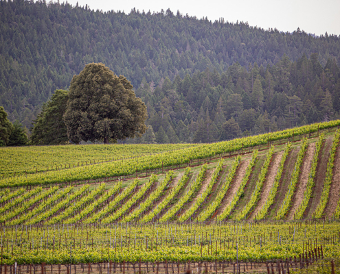 Goldeneye Winery Anderson Valley Pinot Noir Legacy.
