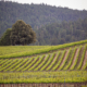 Goldeneye Winery Anderson Valley Pinot Noir Legacy.