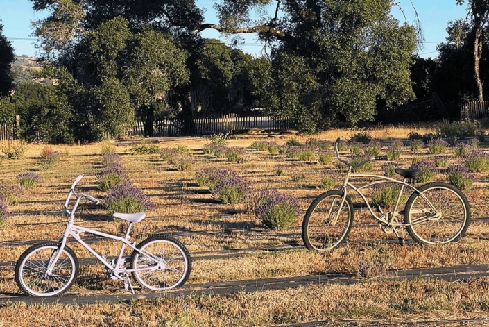 Two bikes in a field