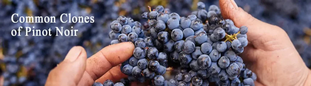 Common Clones of Pinot Noir 1 1500x414 1 | Wine Country California | Andeson Valley Wines