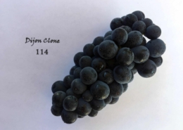 Grape Cluster Varietal 114
