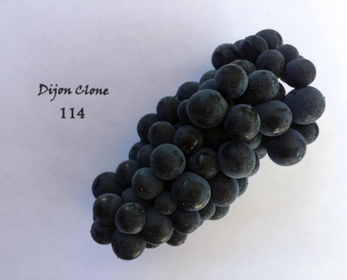 Grape Cluster Varietal 114