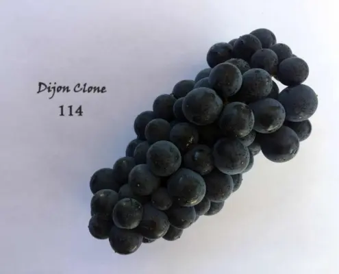 Dijon Clone 114 Pinot Noir | Wine Country California | Andeson Valley Wines