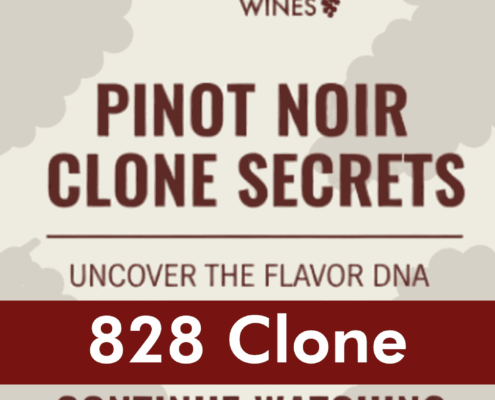 Pinot Noir 828 Clone YouTube Clone Secrets Phil Baxter video