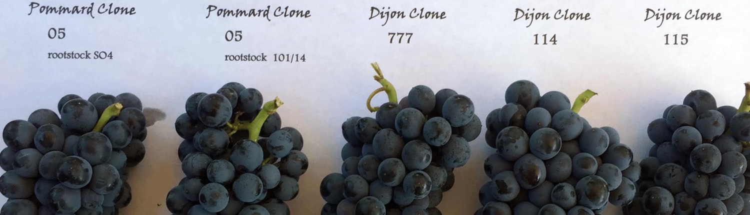 Dijon Pommard Pinot Grape Clusters