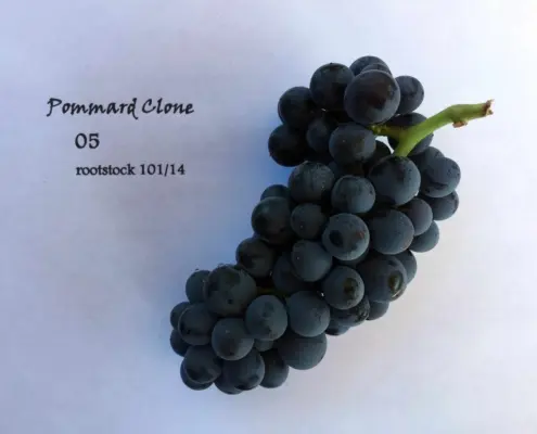 Pommard 05 Rootstock 101 | Wine Country California | Andeson Valley Wines