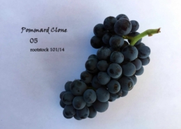 pommard clone 05 rootstock 101/14