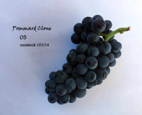 pommard clone 05 rootstock 101/14