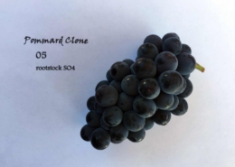 pinot noir pommard grape cluster